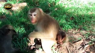 Pig-Tail Monkey Steals/ Breaks Baby Cry Angkor Daily 480