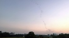 Birds migration early in the morning