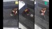 Cette vidéo virale d'un crabe qui se bat avec un couteau montre en réalité tout autre chose