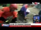 Ular Sanca Kembang Bikin Panik Pengunjung Rumah Makan