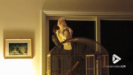 Ce perroquet HURLE pour de l'attention.. Horrible cette bête !