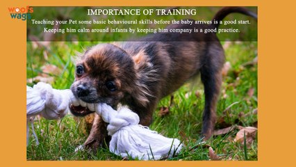 Importance of Training pets