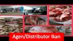 Ikan Kakap, IkaPROMO!! WA +62 813 8630 2450 Supplier Macam Ikan Laut di Bekasin Dori, Ikan Tenggiri, Ikan Salmon, Ikan Tuna, Bandeng30114