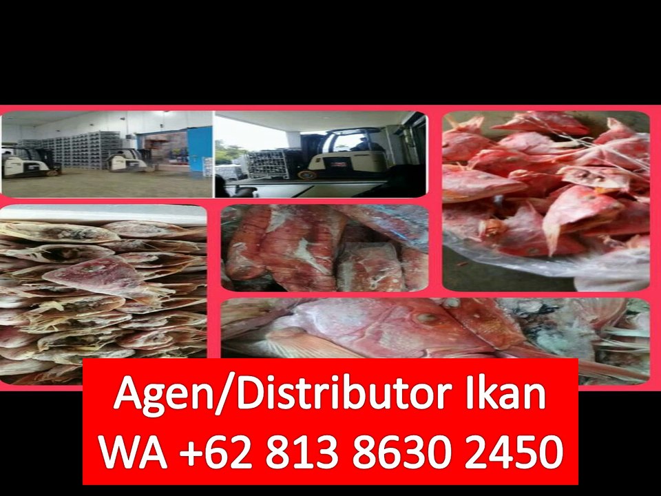 PROMO!! WA +62 813 8630 2450 Supplier Ikan Laut Murah di Bekasi