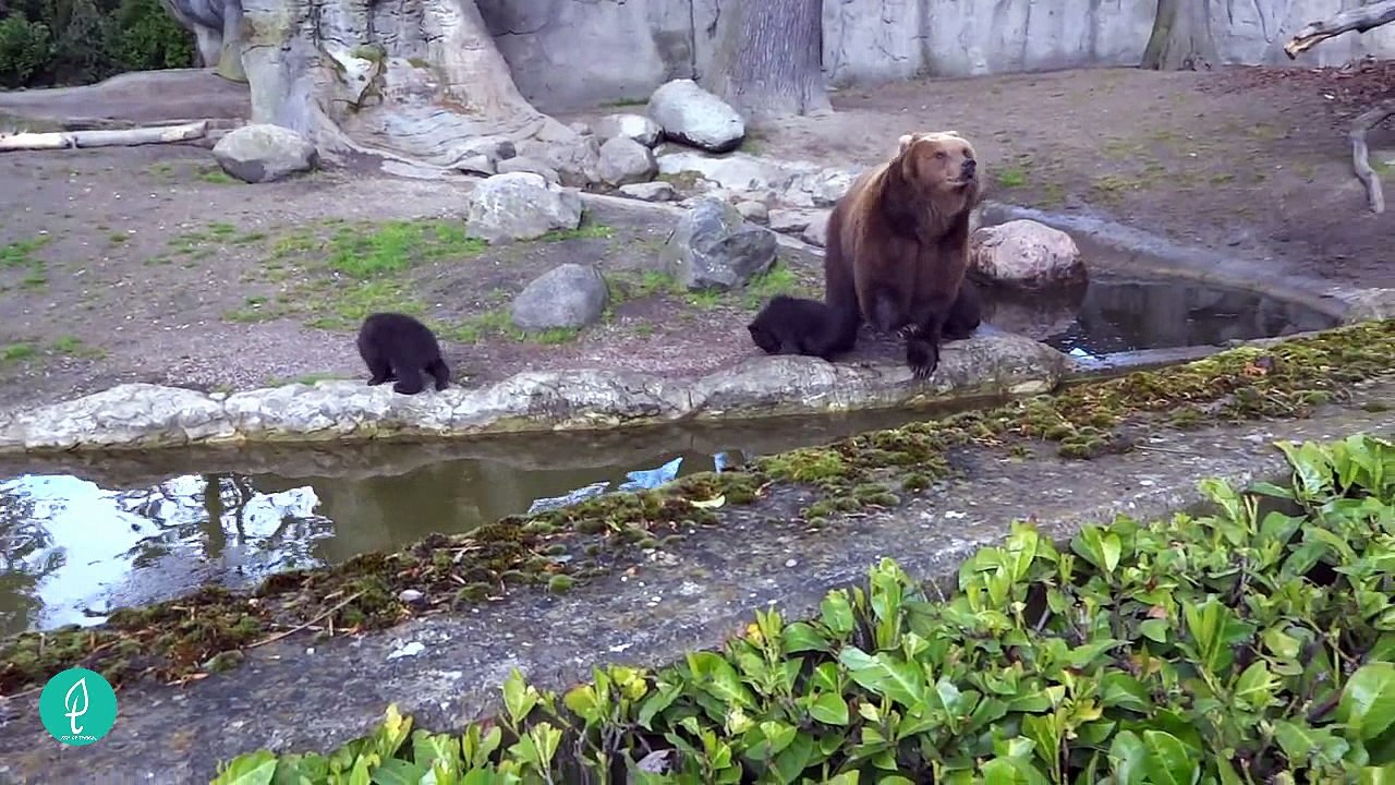 Top 5 most biggest bear in the world