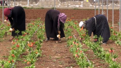 'Ağlayan gelin' korumaya alındı - ŞANLIURFA