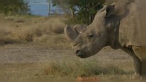 Sudan, le dernier mâle rhinocéros blanc du Nord est mort