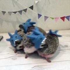 What happened to the hedgehogs?