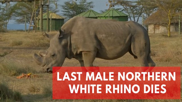World's last male northern white rhino dies