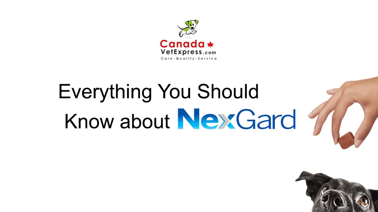 Nexgard for dogs