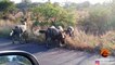 Battle Between Wild Dogs and Spotted Hyenas - Latest Sightings Pty Ltd