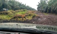 Tim Gabungan BBKSDA Riau Kembali Mencari Harimau Bonita