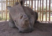 World's Last Male Northern White Rhino Dies in Kenya Sanctuary