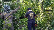 Thai locals say 'angry god' caused 50-year-old tree to fall onto cars