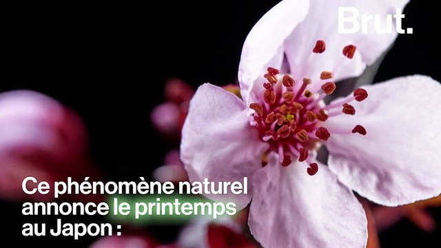 Au Japon, les cerisiers en fleurs marquent le retour du printemps
