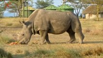 Sudan, The World's Last Male Northern White Rhino Dies