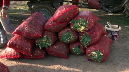 Güllük köylünün geçim kaynağı oldu - MUŞ