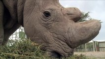 Kenya: mort du dernier rhinocéros blanc du Nord mâle