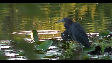 Wild Birds Beautiful Nature Scene
