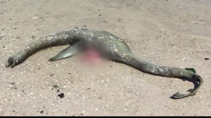 Une drôle de créature marine découverte sur une plage