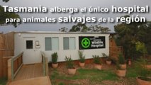 Tasmania alberga el único hospital para animales salvajes de la región