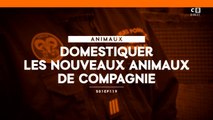 Domestiquer les nouveaux animaux de compagnie