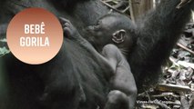 Um bebê gorila com apenas horas de vida