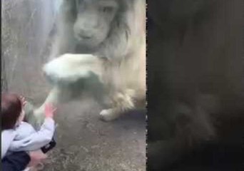 Lion Tries to 'Play' With Baby Visitor at the Zoo