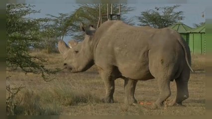 Adiós al último rinoceronte blanco