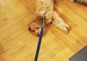Lazy Dog Refuses to Go for His Walk