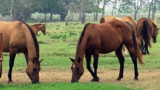 Veracruz Agropecuario - Cría de Caballos Cuarto de Milla