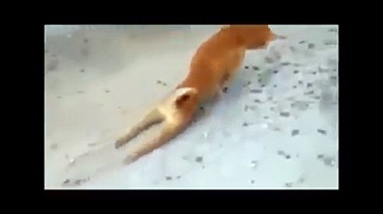 India's Super Dog