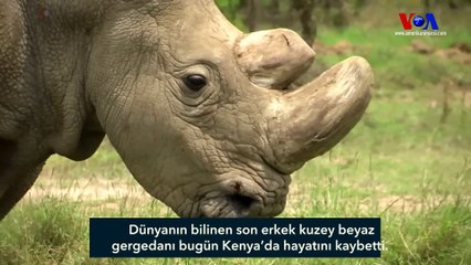 Dünyanın Son Erkek Kuzey Beyaz Gergedanı Öldü