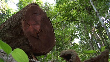 Exportação de madeira alimenta devastação da Amazônia