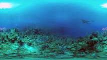 360°, Diving with turtle, stingray and jellyfish. 4K underwater video