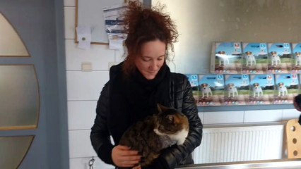 Leuze: le chat Aramis a dû être amputé d'une patte