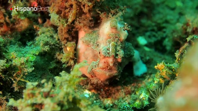 Submarinista captó a uno de los peces más feos del mundo, el pez rana