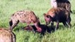 Hyenas eat the prey live   Hyenas शिकार करते हुए