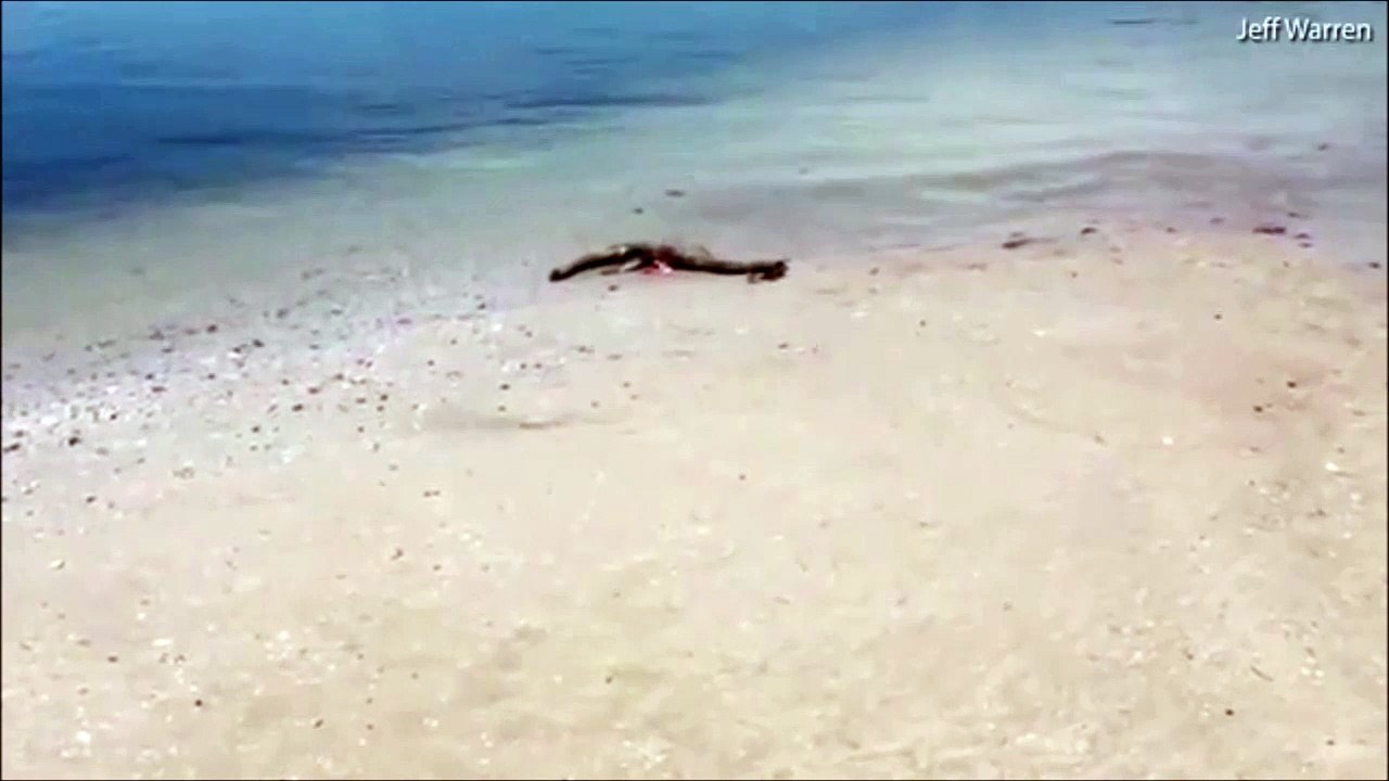 Il découvre la carcasse d'un monstre marin inconnu une plage de Géorgie