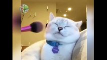 Cute and Funny Cat Videos Compilation -cute moment of the cats- Soo Cute! #2