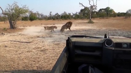 The fiercest and fiercest fighting between the Tigers टाइगर के बीच कट्टरपंथी और कट्टरपंथी लड़ाई