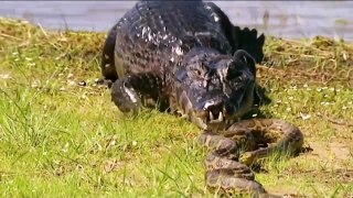 The crocodile preyed on Anaconda मगरमच्छ Anaconda पर