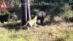 Wild Animals Fighting - Lion vs Baboon, Buffalo, Video African Animals