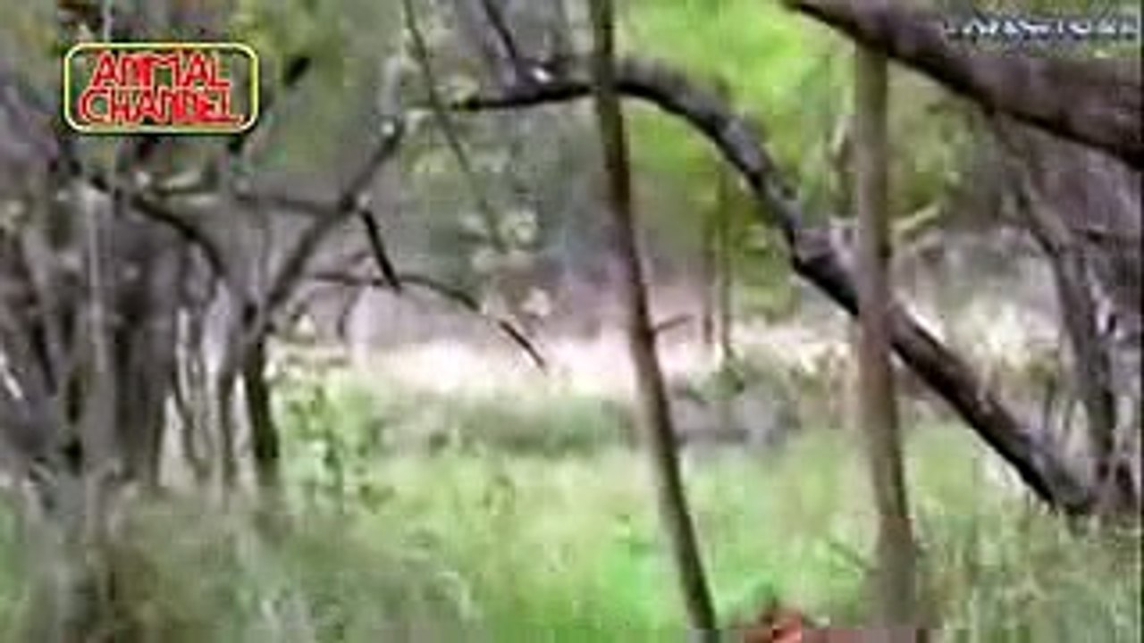 Baboons Save Impala From Cheetah, BIG CATS Hunting Lions Tigers Cheetahs Bear Elephant Komodo