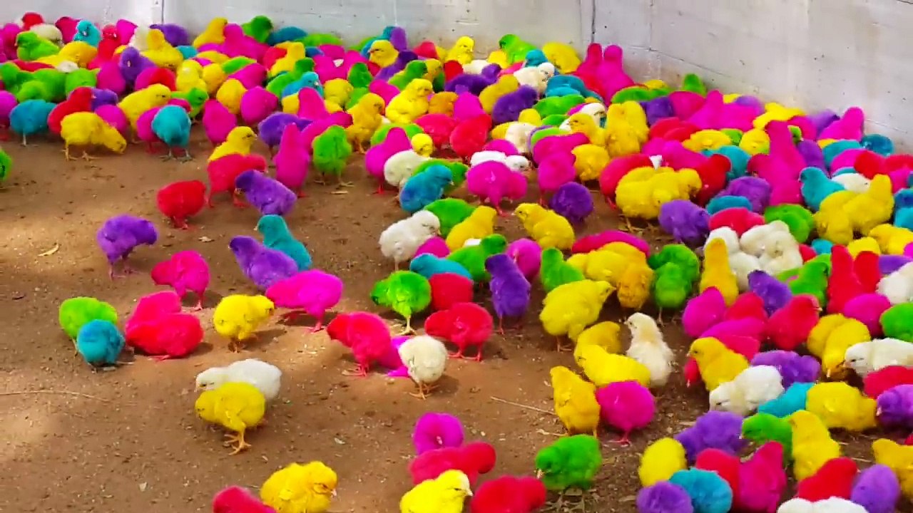 Colorful chickens amazing video  Full HD