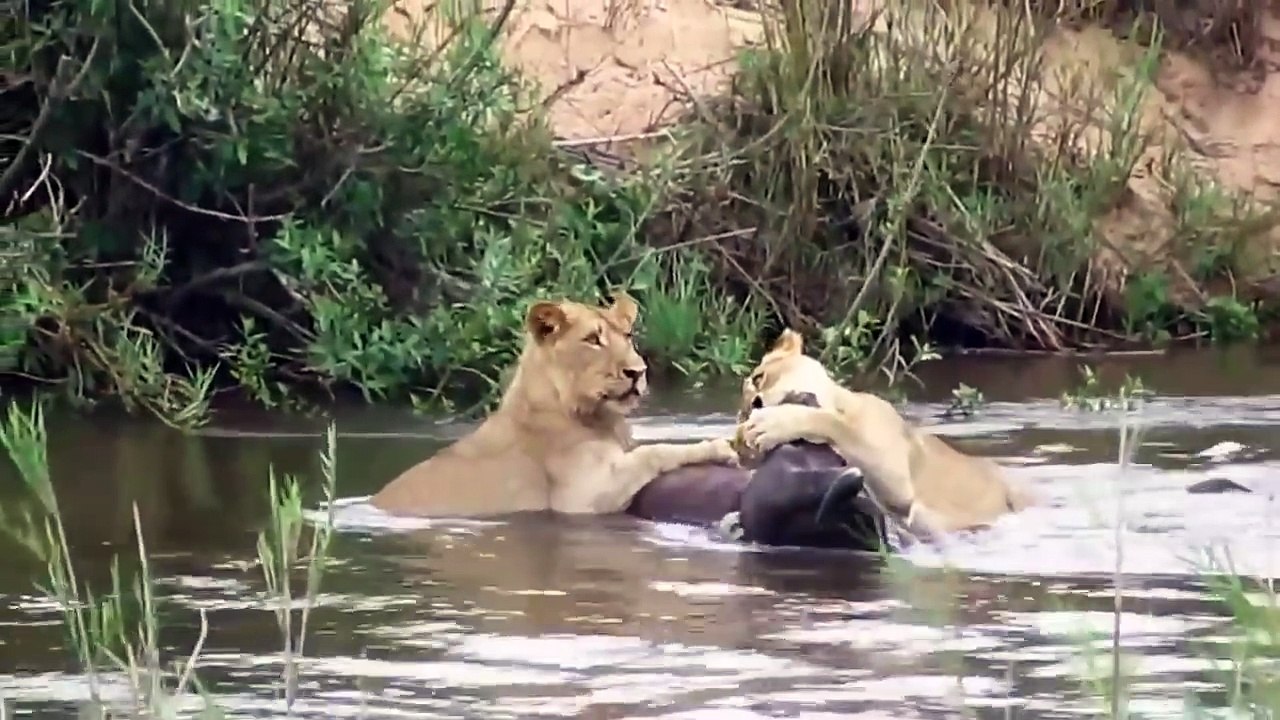 Crocodiles rupture the animals that cross the river मगरमच्छ नदी पार करने वाले जानवरों का टूटना