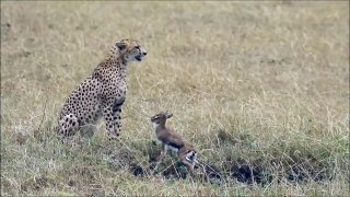 A small deer tries with all his might to confront the leopard  एक छोटा सा हिरण तेंदुए का सामना करने के लिए अपने सभी ताकत के साथ कोशिश करता है