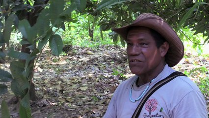 El guáimaro, un árbol contra la desnutrición y cambio climático