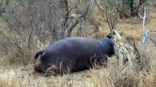 Hyena is afraid of a dead hippo हनीना एक मृत हिप्पो से डरता है