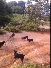 BIG Snake Dog open fight